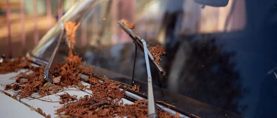 Wiper and leaves at the base of a light car windshield