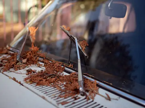 Wiper and leaves at the base of a light car windshield